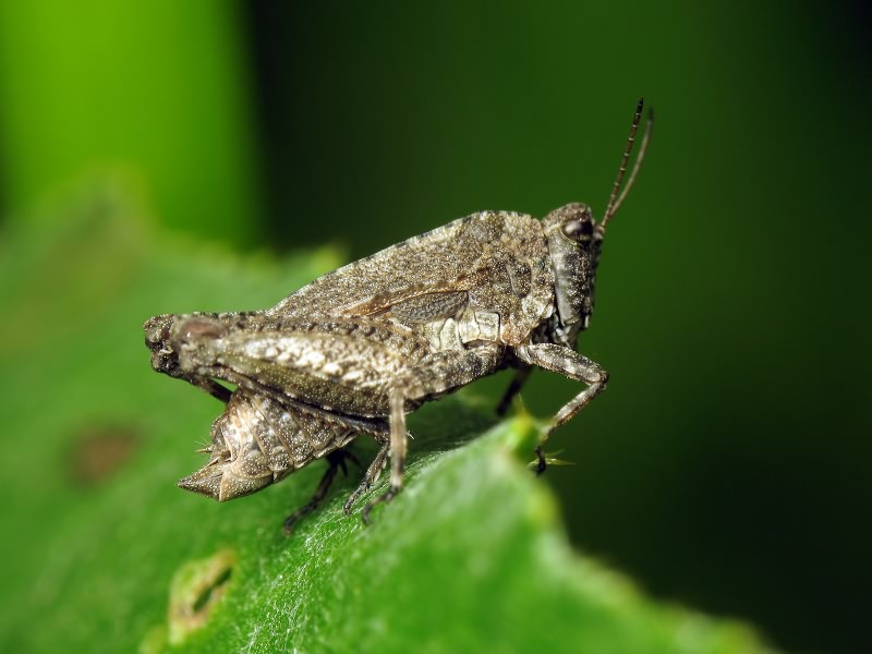 Тонкоусый тетрикс (Tetrix tenuicornis)