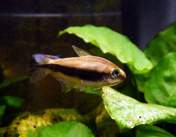 Королевская тетра (Nematobrycon palmeri), самка