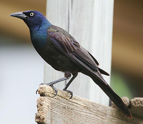 Обыкновенный гракл (Quiscalus quiscula)