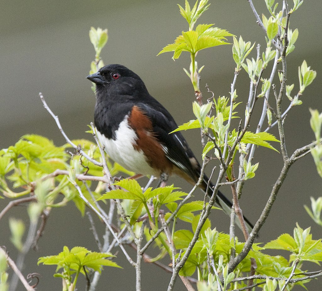 Красноглазый тауи (Pipilo erythrophthalmus)