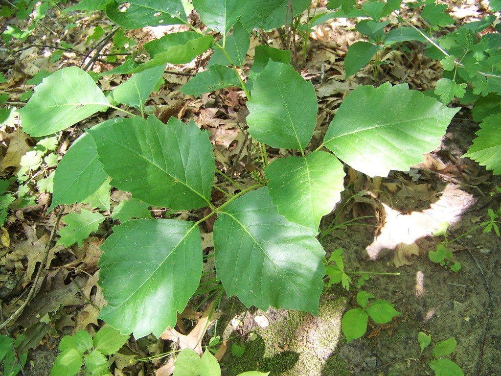 Токсикодендрон укореняющийся (Toxicodendron radicans), или восточный ядовитый плющ