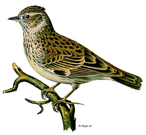 Юла, лесной жаворонок (Lullula arborea)