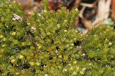 Lophozia ventricosa
