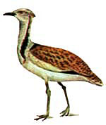 Вихляй, джек (Chlamydotis undulata)