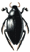 Черный водолюб (Hydrophilus atterimus)