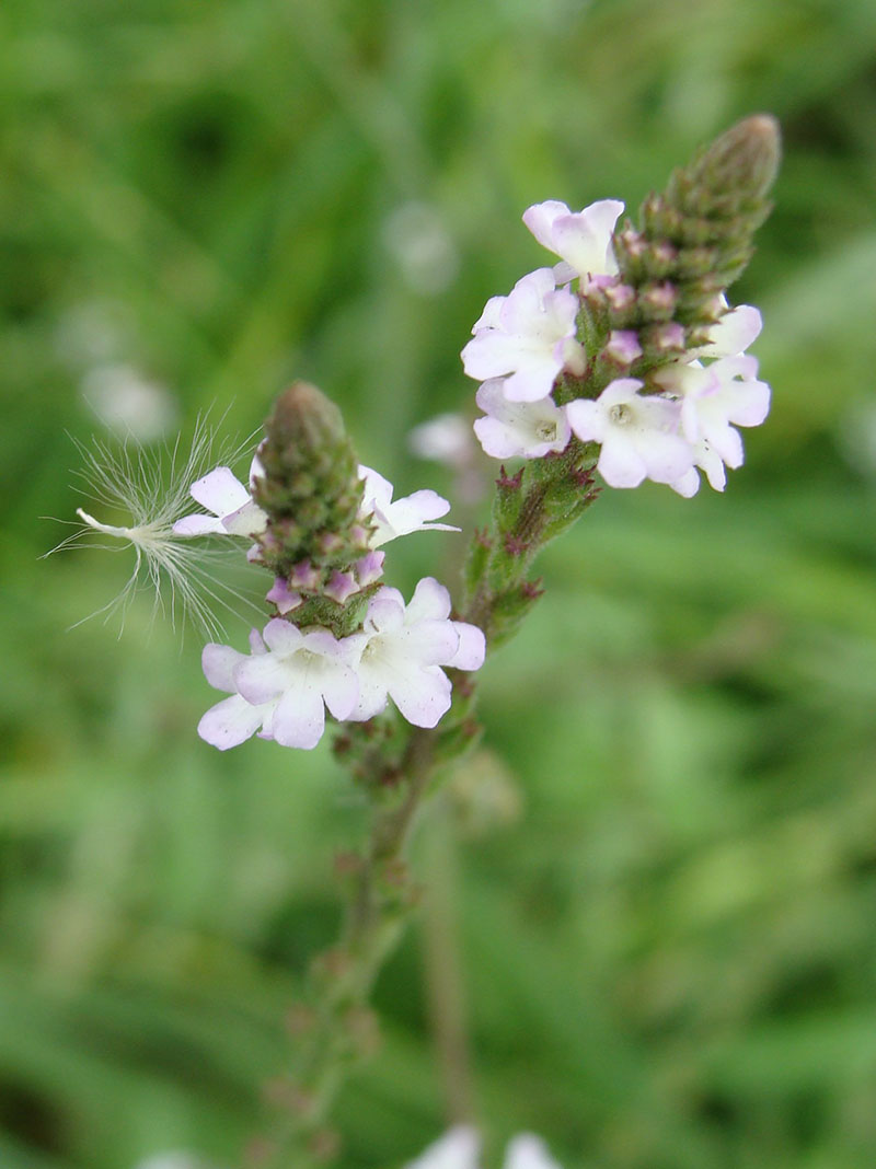 Соцветие вербены лекарственной (Verbena officinalis)