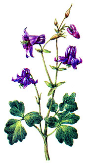 Водосбор обыкновенный (Aquilegiavulgaris)
