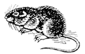 Водяная полевка (Arvicola terrestris)
