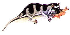 Водяной опоссум (Chironectes minimus)