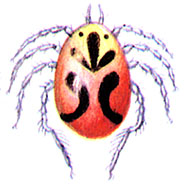 Пресноводный клещ (Piona coccinea)