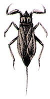 Обыкновенный водяной скорпион (Nepa cinerea)