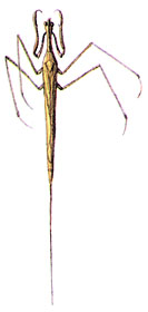 Ранатра (Ranatra linearis)