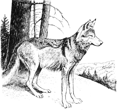 Canis lupus