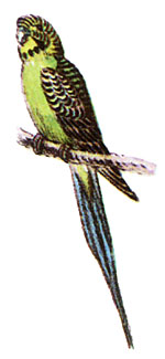 Волнистый попугай (Melopsittacus undulatus)