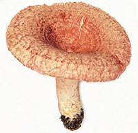 Волнушка розовая (Lactarius torminosus)