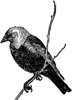 Воловья птица (Molothrus ater) 