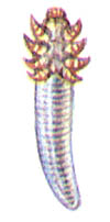 Железница угреватая (Demodex folliculorum)