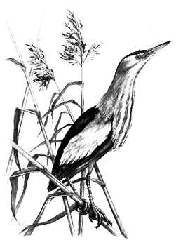 Волчок (Ixobrychus minutus)