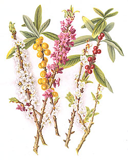 волчник обыкновенный, или волчье лыко (Daphne mezereum)