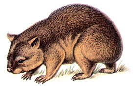 Короткошерстный вомбат (Vombatus ursinus)