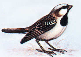 Домовый воробей (Passer domesticus)