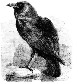 Ворон (Corvus corax)