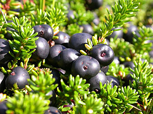 Вороника черная (Empetrum nigrum)