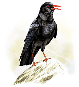 Клушица (Pyrrhocorax pyrrhocorax)