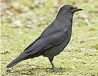 Черная ворона (Corvus corone)