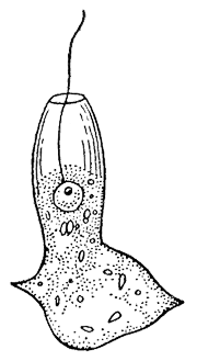 Хоаноцит
