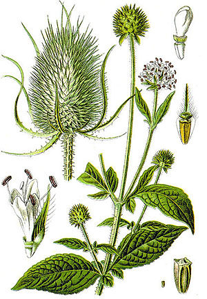 Ворсянка посевная (Dipsacus sativus)
