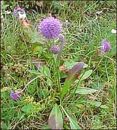 Сивец луговой (Succisa pratensis)