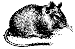 Дегу (Octodon degu)