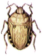 Вредная черепашка (Eurygaster integriceps)