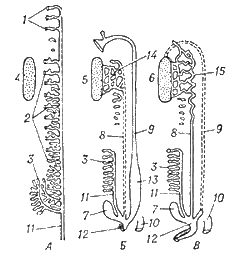 Схема развития мочеполовой системы у высших позвоночных