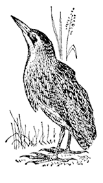 Выпь (Botaurus stellaris)