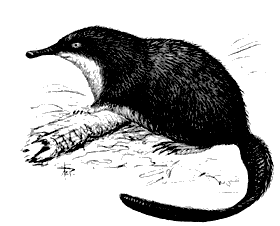 Выхухоль (Desmana moschata)