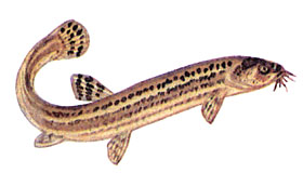Вьюн (Misgurnus fossilis)