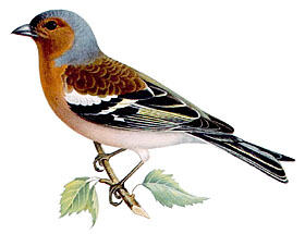 Зяблик (Fringilla coelebs) (самец)