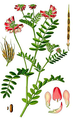Вязель пёстрый (Coronilla varia)