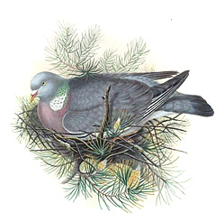 Вяхирь (Columba palumbus)