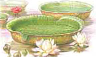 Виктория Круса (Victoria cruziana)