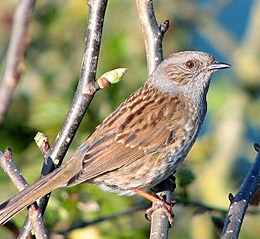 Лесная завирушка (Prunella modularis)