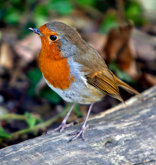 Зарянка, или малиновка (Erithacus rubecula) (самец)