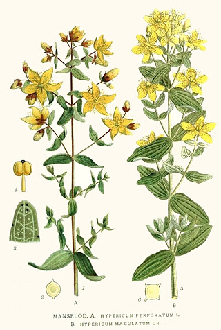 3веробой продырявленный (Hypericum perforatum)