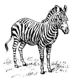 Горная зебра (Equus zebra)