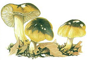 Зеленушка Tricholoma flavovirens