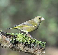 Обыкновенная зеленушка (Chloris chloris)