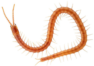 Pachymerium ferrugineum