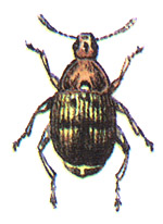 ороховая зерновка Bruchus pisorum